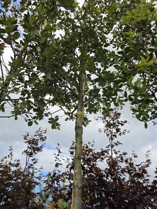 Steeneik hoogstam groenblijvende boom