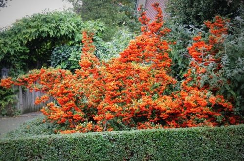 Vuurdoorn is een stevige klimplant