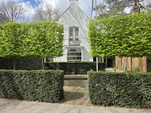 Carpinus betulus, haagbeuk als leiboom 10 april 2026
