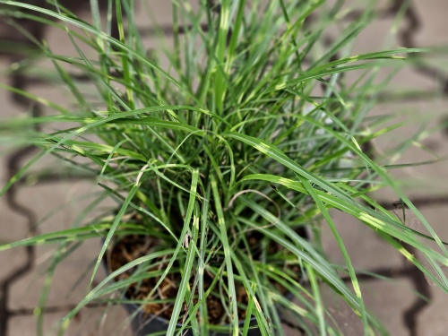 Bontgekleurd Prachtriet 'Strictus Dwarf' in pot