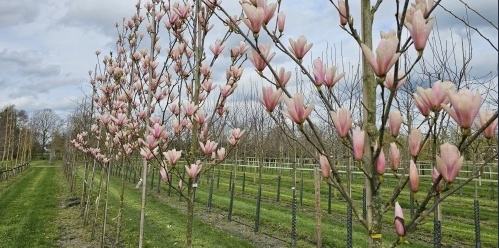 De mooiste bloesembomen voor uw tuin: Van wit en roze tot uniek paars