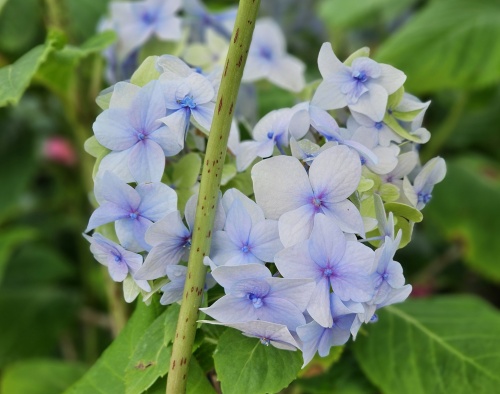 Hortensia 'Nikko Blue' met grote blauwe bloemen