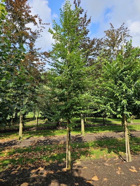 Styrax japonicus zomer 2024 hoogstam
