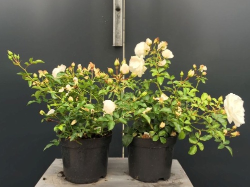 Rosa Innocencia