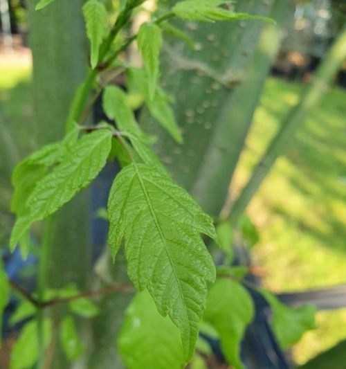 Acer negundo blad in oktober