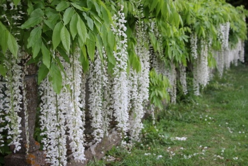 Wisteria floribunda 'Shiro-noda'