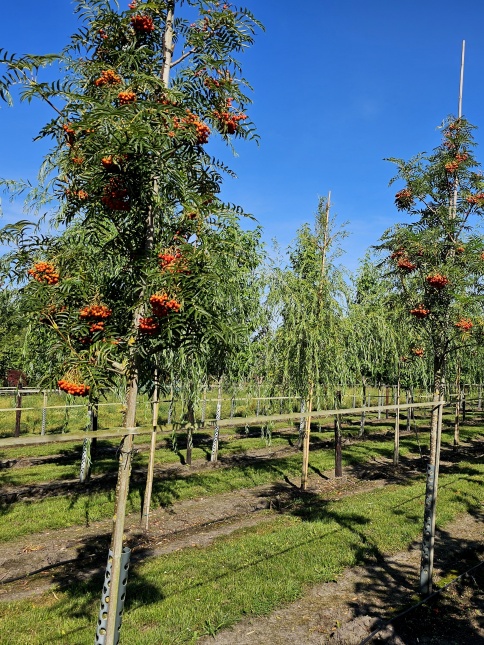 Lijsterbes 'Dodong' bessen in de nazomer