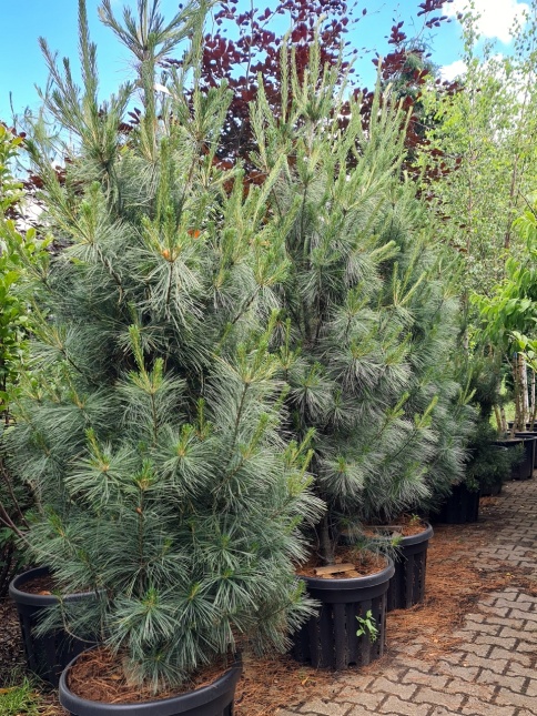Pinus 'Densa'