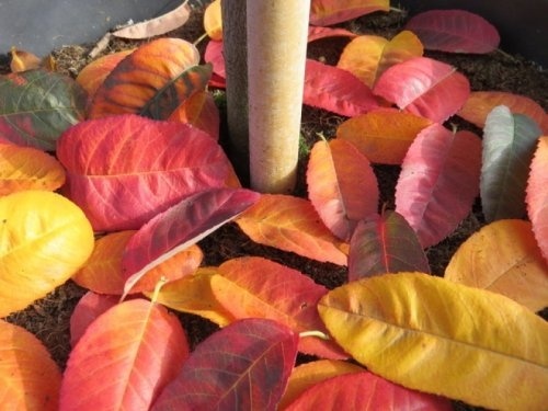Amelanchier canadensis 'Glennform'  zomerblad