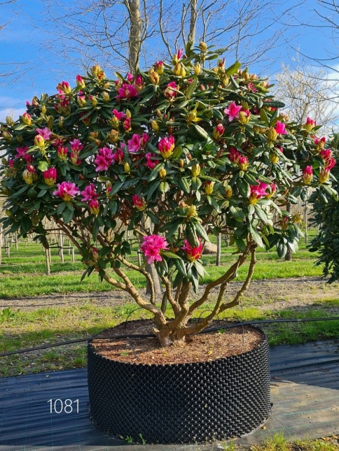 Rododendron 'Cosmopolitan' staat bij voorkeur in de halfschaduw
