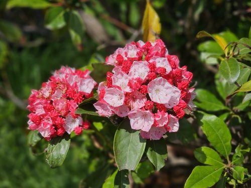 Kalmia Latifolia in bloei.  mei 2024