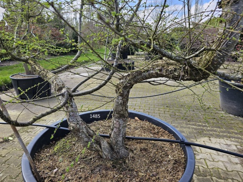 Nothofagus solitair meerstam grillig