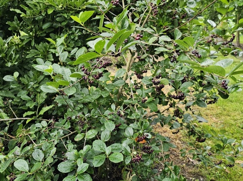 Aronia prunifolia 'Viking' bessen in het najaar.