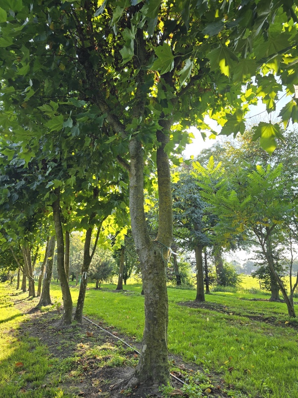 Platane