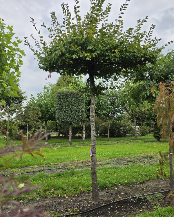 Hainbuche mit ausgewachsenem Schirmdach