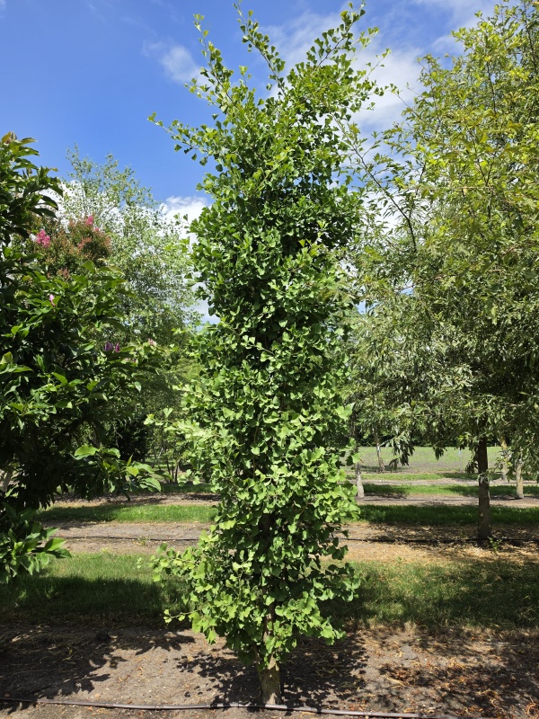 Zuilvormige Ginkgo