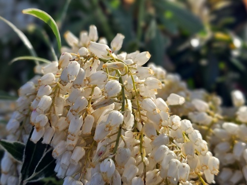 Pieris 'Flaming Silver' groenblijvende heester