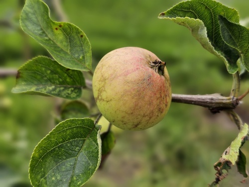 Appel Hermien van Eibergen