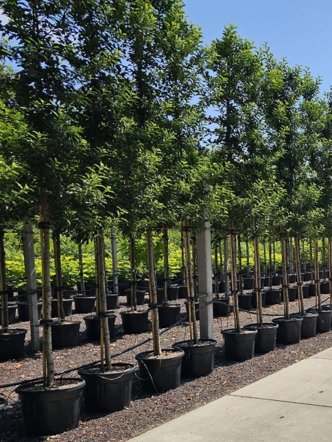 Prunus Lusitanica 'Brenelia' is een topper als het gaat om groenblijvende loofbomen in Nederland