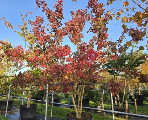 Cotinus grace als blikvanger
