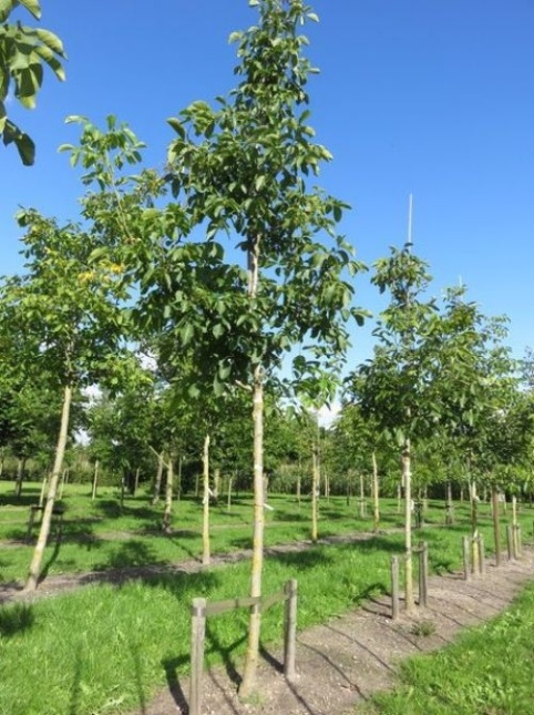 Walnoot 'Broadview' bladeren