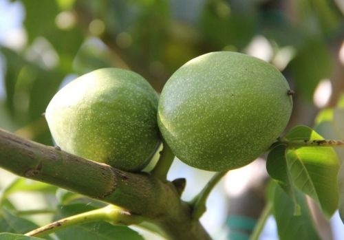 Walnoot 'Chandler' - Juglans regia 'Chandler'