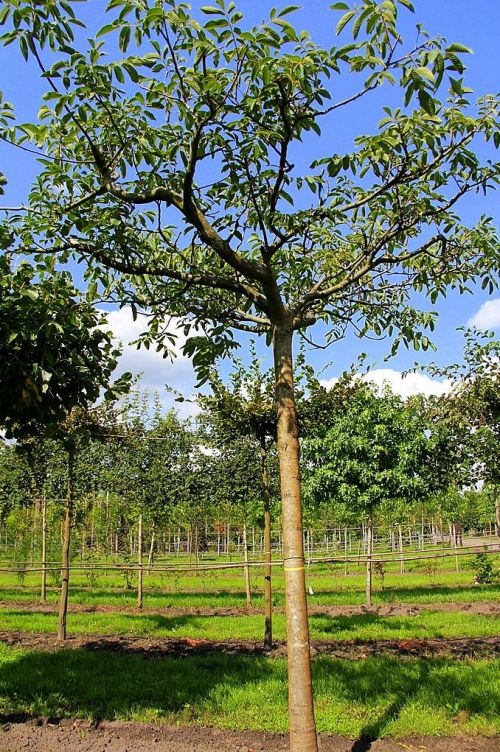 Walnoot - Juglans regia