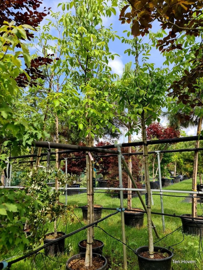 Juglans regia 'Mars' walnoot met buitenschil