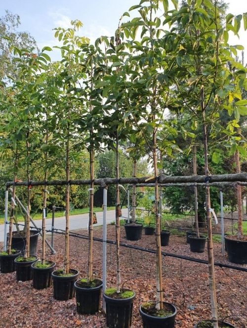 Walnoot 'Nr.16' met vers blad