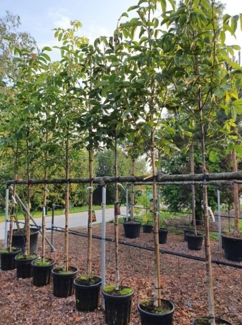 Walnoot, Reuzennoot - Juglans regia 'Lange van Lod'