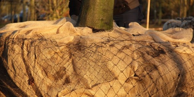 Wanneer het beste bomen planten? 