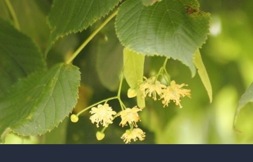 Tilia Bloesem