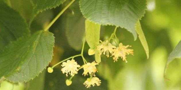 Wat zijn sterk geurende bomen?