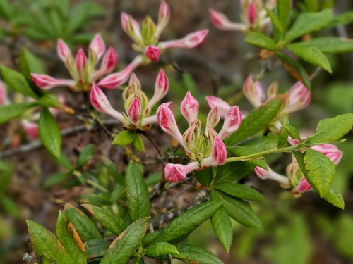 Rhododendron (AP) Fanny