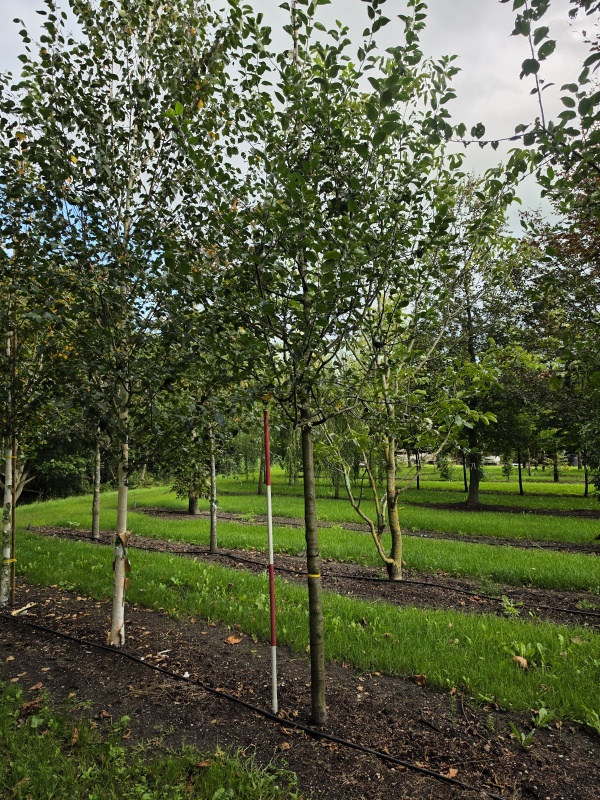 Notarisappel als hoogstamboom
