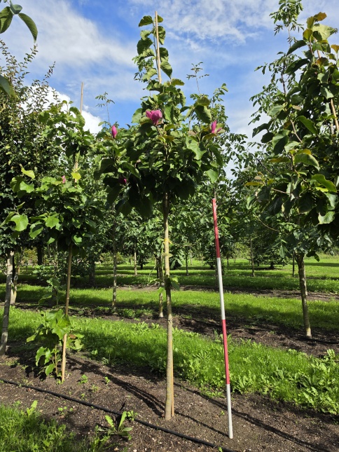 Magnolia 'Lennei' hoogstamboom met nabloei in september