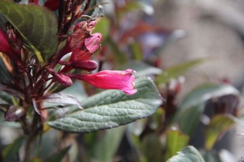 Weigela florida 'Alexandra' struikplant in bloei