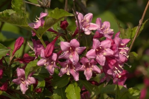 Weigela 'Bristol Ruby' - vakbeplanting met struiken