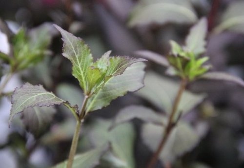 Weigela florida 'Foliis Purpureis' struik met nieuwe, groene toppen