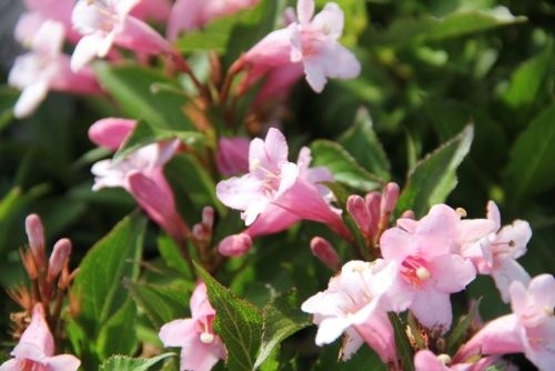 Weigela 'Pink Poppet' bloemknoppen