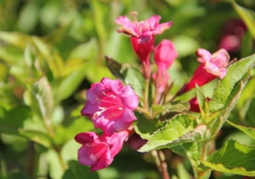 Weigela 'Styriaca' bloemen