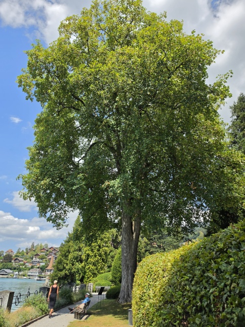 Acer pseudoplatanus (de inheemse esdoorn) aan de rand van de Thunersee