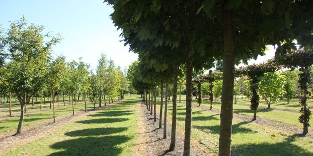 Welke bomen verdragen schaduw?