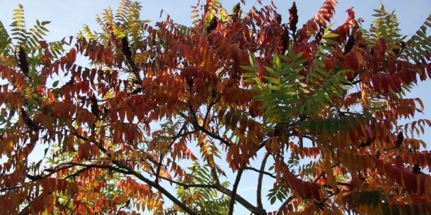 Welke bomen zijn geschikt voor de kleine tuin?