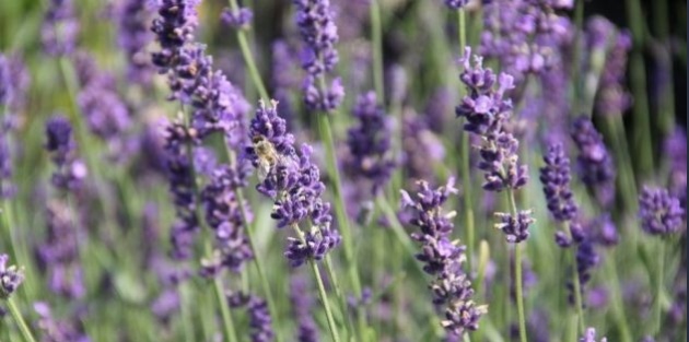 Welke planten zijn echte zomerbloeiers?
