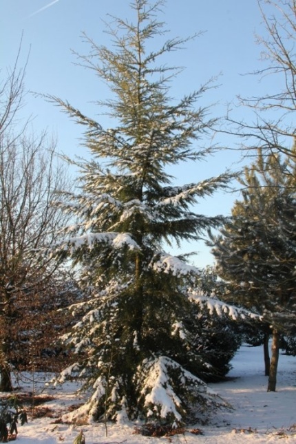 Westerse Hemlockspar - Tsuga heterophylla