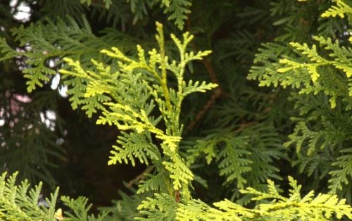 Westerse Levensboom 'Brabant' op stam