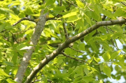 Westerse netelboom als heester