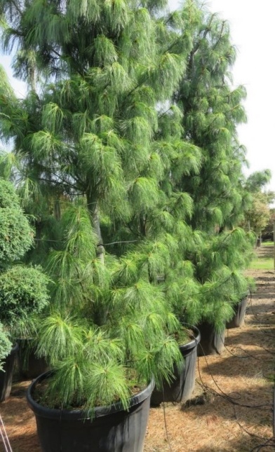 Weymouthden 'Pendula' top