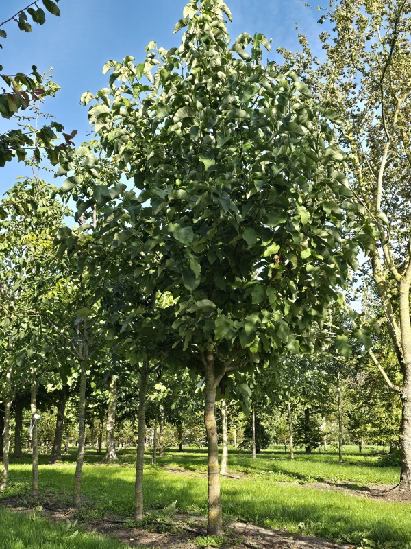 Magnolia 'Yellow Bird' als Halbstamm